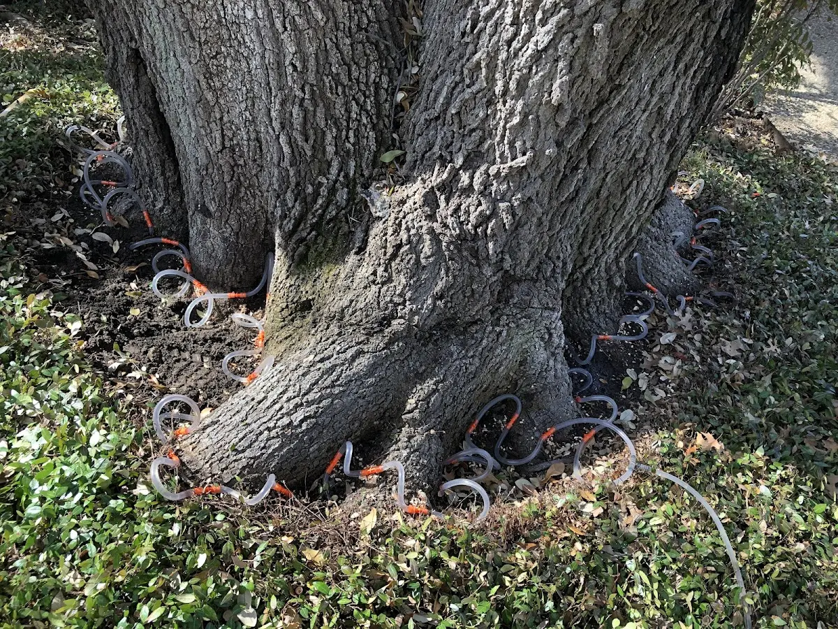 Detailed Tree Cabling and Bracing job site in Waterville Valley