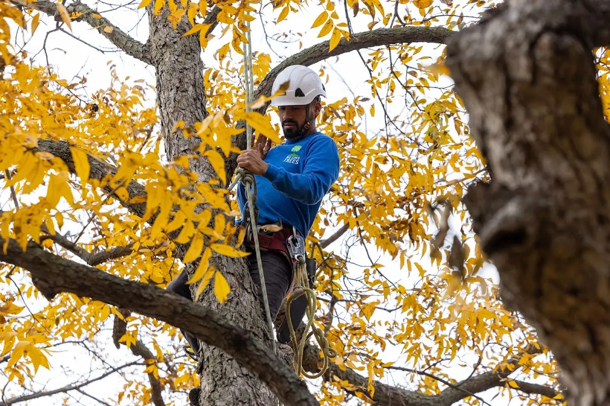 Skilled Tree Pruning crew working in Waterville Valley